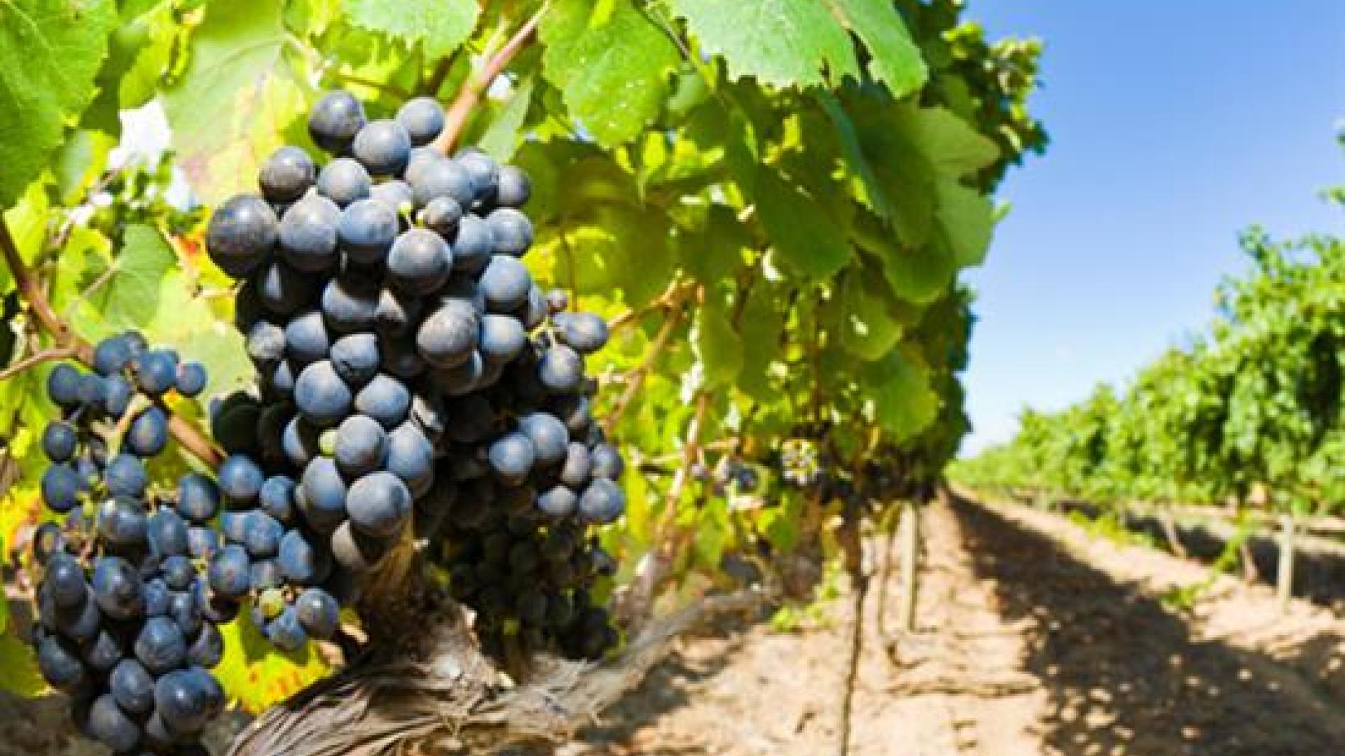 Wine Grapes